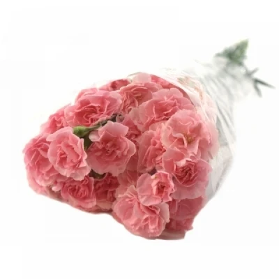 Karafiát TR DOOBADOO