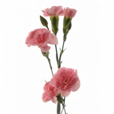 Karafiát TR DOOBADOO 65 cm / 4+