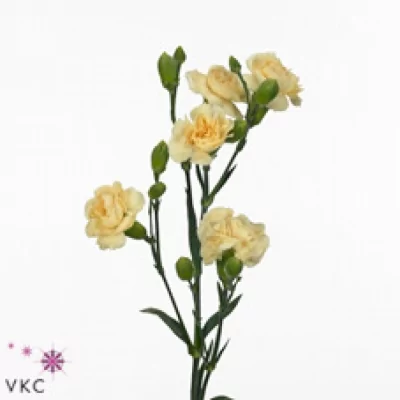 Karafiát TR DORADO 60cm/4+