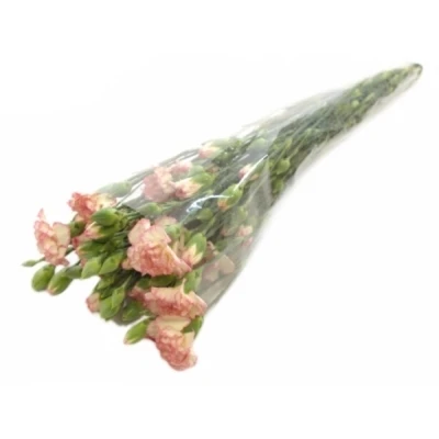 Karafiát TR FANCY AMELIE