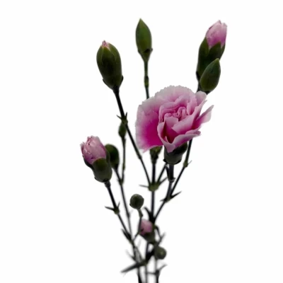 Karafiát TR FANCY FRILL 70 cm / 4+