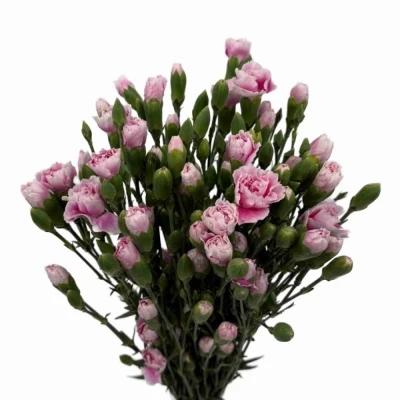 Karafiát TR FANCY FRILL