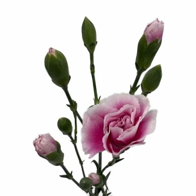 Karafiát TR FANCY FRILL