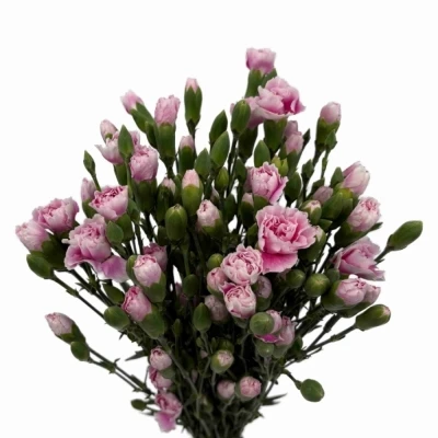 Karafiát TR FANCY FRILL