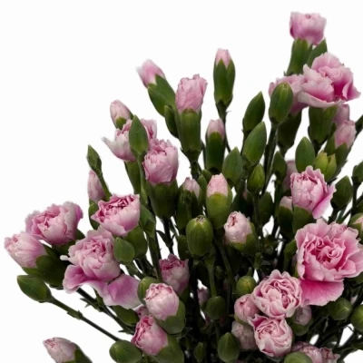 Karafiát TR FANCY FRILL