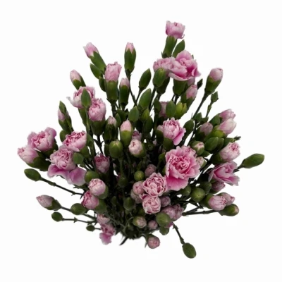 Karafiát TR FANCY FRILL