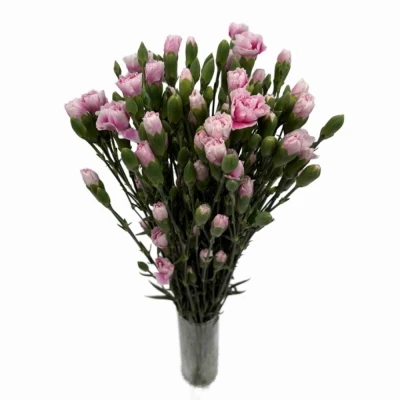 Karafiát TR FANCY FRILL