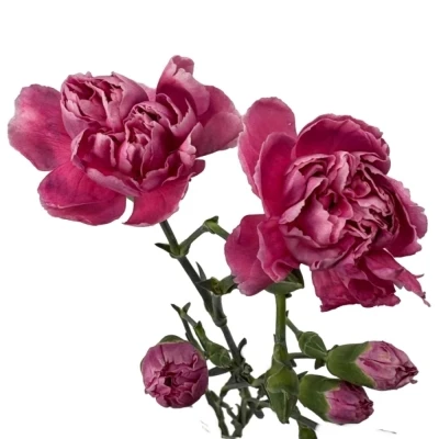 Karafiát TR FLEECE 60 cm / 4+