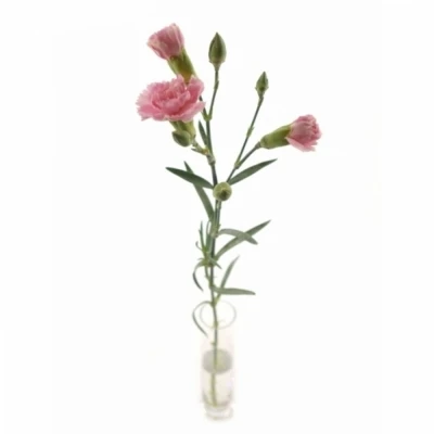 KARAFIÁT TR FLEURETTE