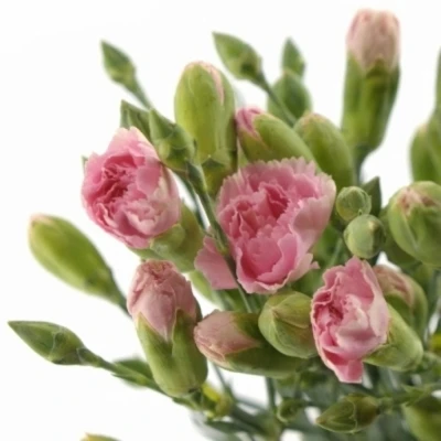 KARAFIÁT TR FLEURETTE