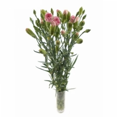 KARAFIÁT TR FLEURETTE