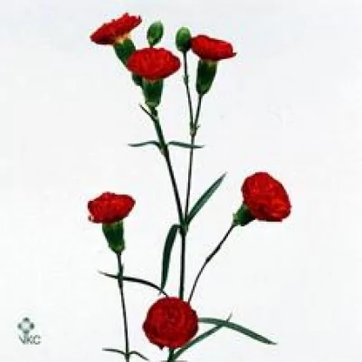 Karafiát TR FUEGO 60cm/6+