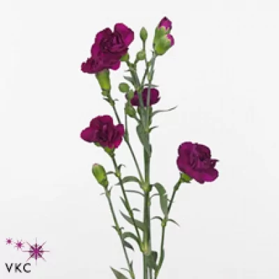 Karafiát TR GAIA 55cm/4+