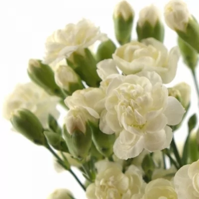 Karafiát TR GLACIAR 