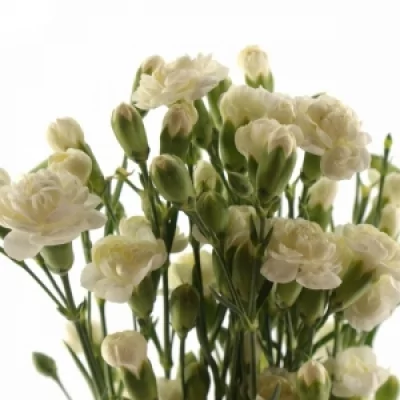 Karafiát TR GLACIAR 