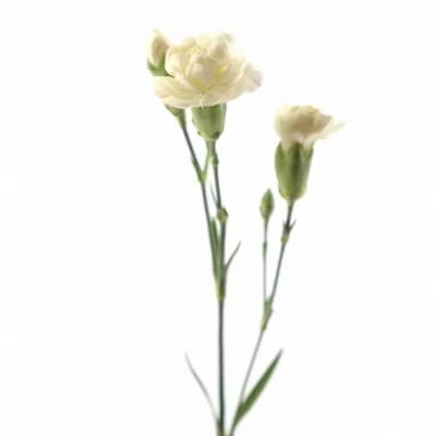 Karafiát TR GLACIAR 