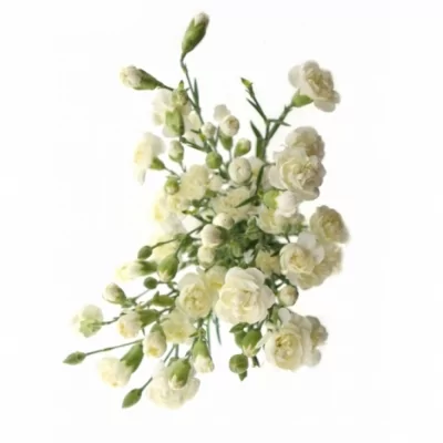 Karafiát TR GLACIAR 