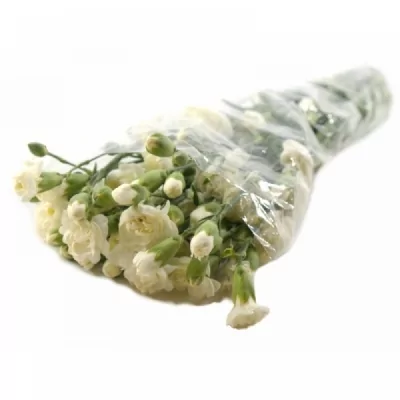 Karafiát TR GLACIAR 