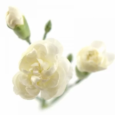 Karafiát TR GLACIAR 