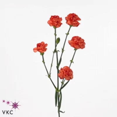 Karafiát TR GUADALUPE 60cm/4+