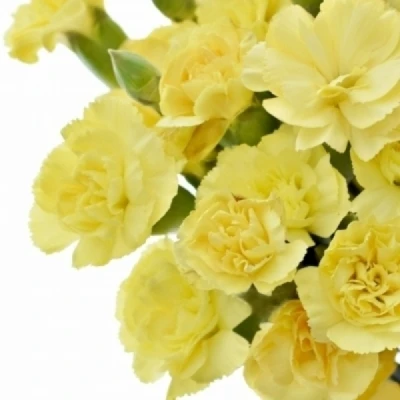 Karafiát TR GUERNSEYELLOW