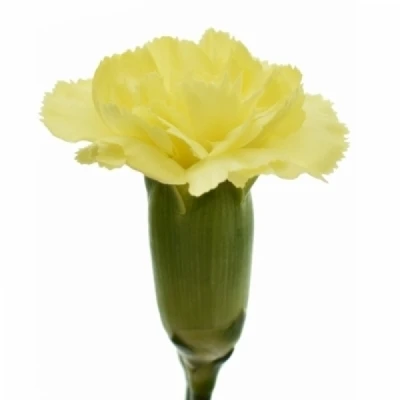 Karafiát TR GUERNSEYELLOW