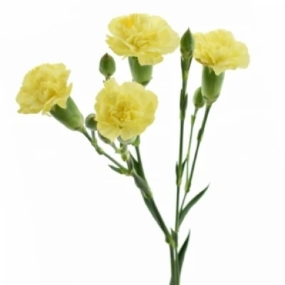 Karafiát TR GUERNSEYELLOW 60 cm / 5+