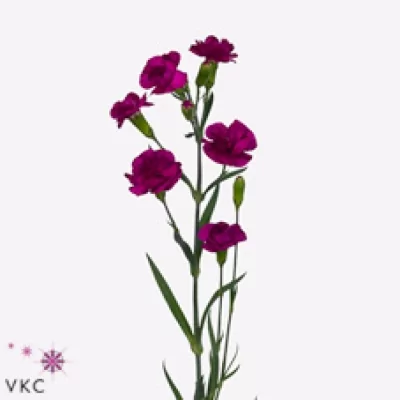 Karafiát TR KANA 50cm/5+