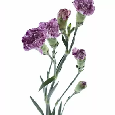 Karafiát TR LOLLIPOP VIOLE 60cm/4+