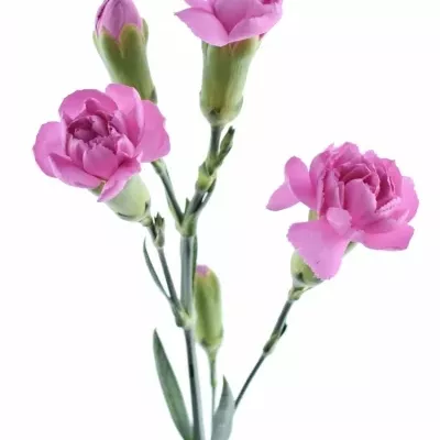 Karafiát TR MALIBU 60cm/5+