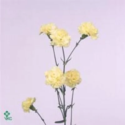 Karafiát TR MILA 60cm/5+