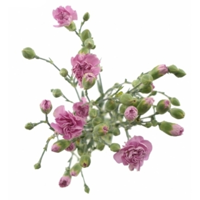 Karafiát TR MISS BELLA