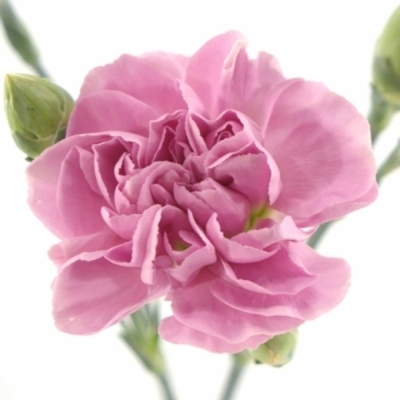 Karafiát TR MISS BELLA