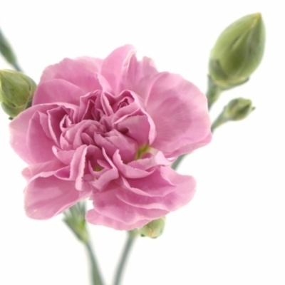 Karafiát TR MISS BELLA