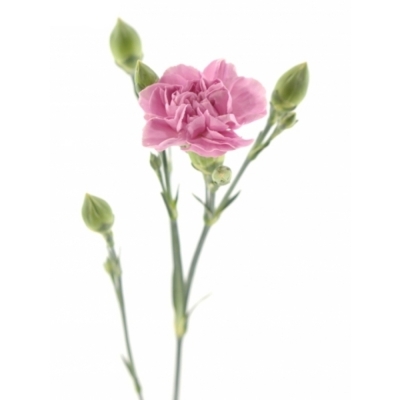 Karafiát TR MISS BELLA