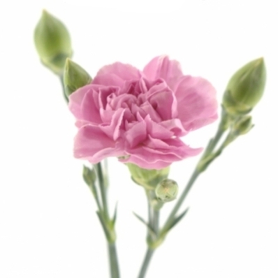 Karafiát TR MISS BELLA