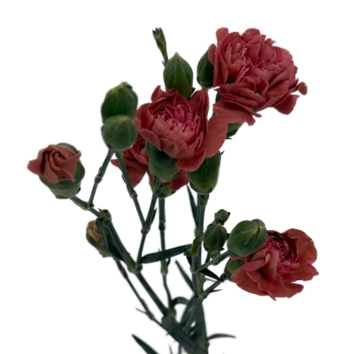 Karafiát TR MISS INDIE