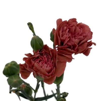 Karafiát TR MISS INDIE