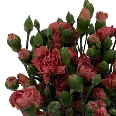 Karafiát TR MISS INDIE