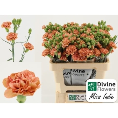 Karafiát TR MISS INDIE 50 cm / 4+