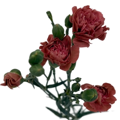 Karafiát TR MISS INDIE