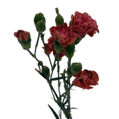 Karafiát TR MISS INDIE 50 cm / 4+