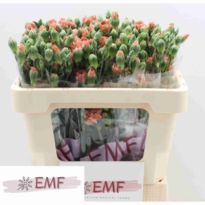 Karafiát TR MISS INDIE