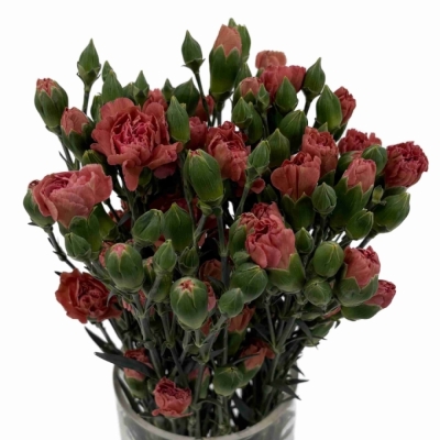 Karafiát TR MISS INDIE