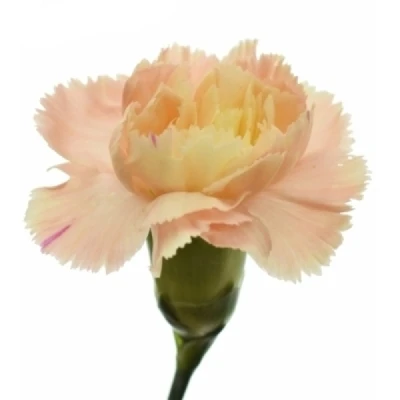 Karafiát TR MISS PRUDENCE 65 cm / 4+