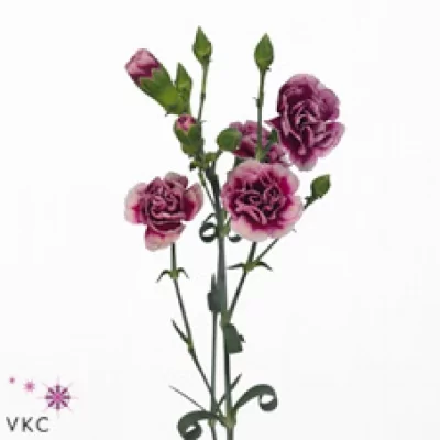 Karafiát TR MISSISSIPPI 60cm/4+