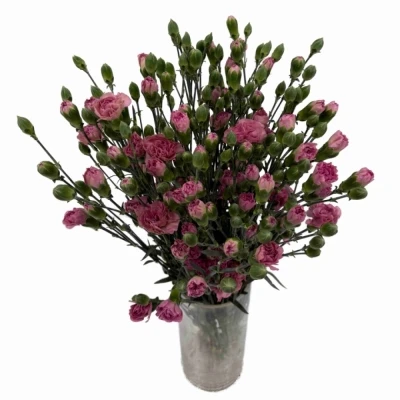 Karafiát TR MOCHA SWEET