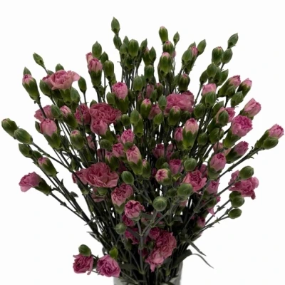 Karafiát TR MOCHA SWEET