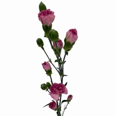 Karafiát TR MOCHA SWEET 65 cm / 4+