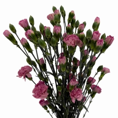 Karafiát TR MOCHA SWEET